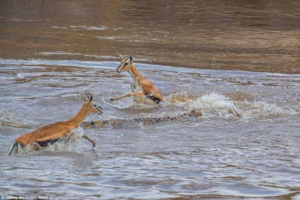 Foto - Timsah avının peşini bırakmadı!