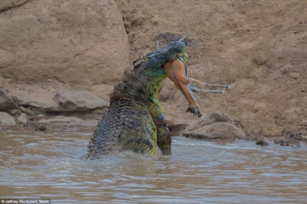 Timsah avının peşini bırakmadı!