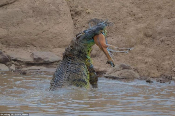 Timsah ceylanları gafil avladı!