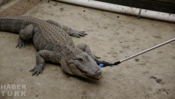 Foto - Timsah iPhone'u ısırırsa ne olur?