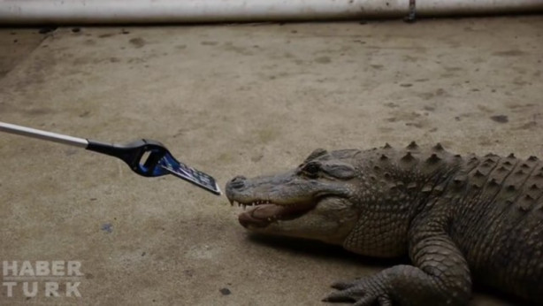 Foto - Timsah iPhone'u ısırırsa ne olur?