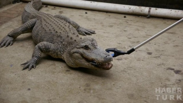 Foto - Timsah iPhone'u ısırırsa ne olur?