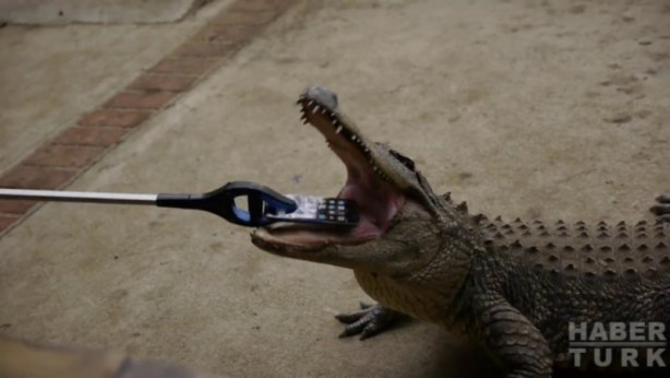 Foto - Timsah iPhone'u ısırırsa ne olur?