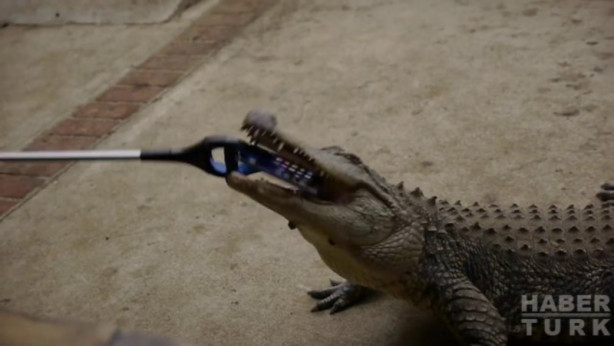 Foto - Timsah iPhone'u ısırırsa ne olur?