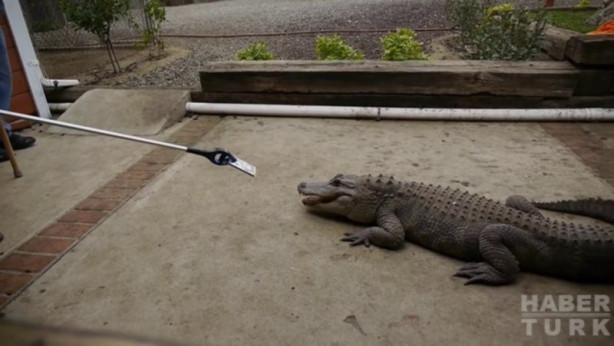 Foto - Timsah iPhone'u ısırırsa ne olur?