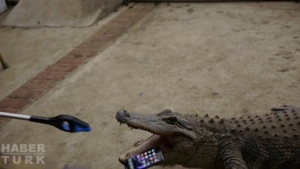 Foto - Timsah iPhone'u ısırırsa ne olur?