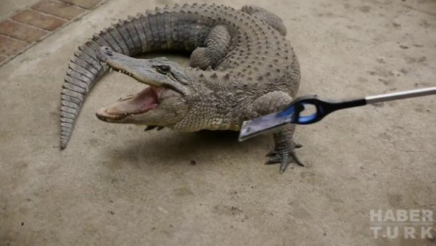 Foto - Timsah iPhone'u ısırırsa ne olur?