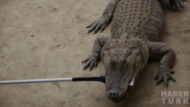 Foto - Timsah iPhone'u ısırırsa ne olur?