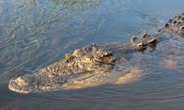 Foto - Timsah ısırdı, öldü!