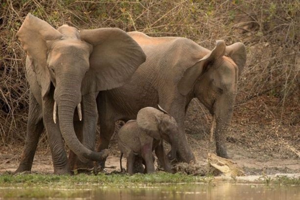 Foto - Timsah yavru fili hortumundan kaptı