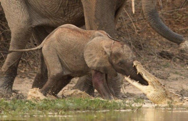 Foto - Timsah yavru fili hortumundan kaptı