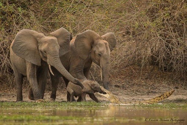 Foto - Timsah yavru fili hortumundan kaptı