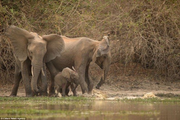 Foto - Timsah yavru fili hortumundan kaptı