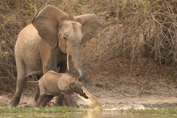 Foto - Timsah yavru fili hortumundan kaptı