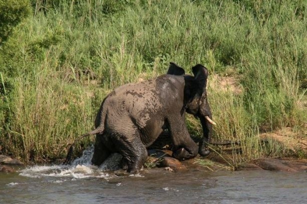 Foto - Timsah yavru fili hortumundan kaptı