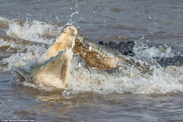 Foto - Timsah zebrayı saniyeler içinde parçaladı