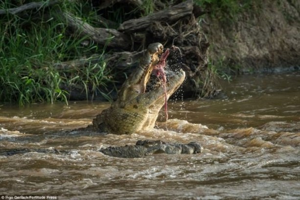 Foto - Timsah zebrayı saniyeler içinde parçaladı