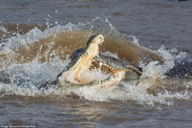 Foto - Timsah zebrayı saniyeler içinde parçaladı
