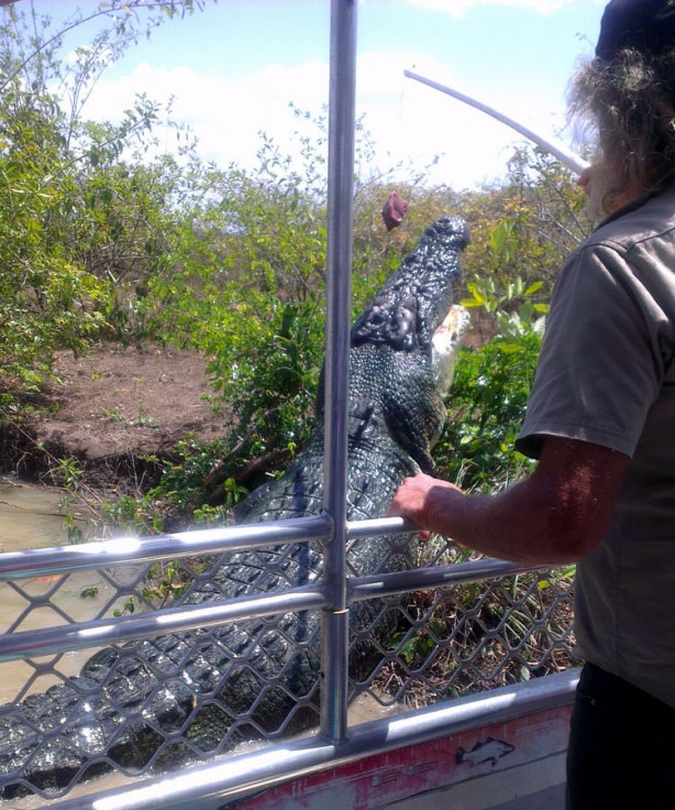 Foto - Timsahlara bir de bu açıdan bakın!