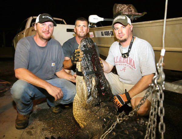 Foto - Timsahlara bir de bu açıdan bakın!