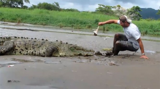 Foto - Timsahlara bir de bu açıdan bakın!