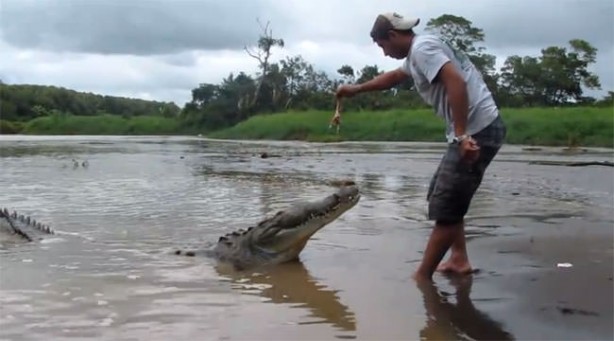 Foto - Timsahlara bir de bu açıdan bakın!