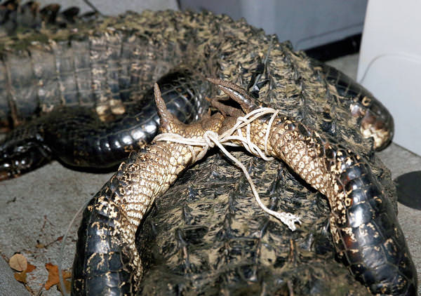 Foto - Timsahlara bir de bu açıdan bakın!