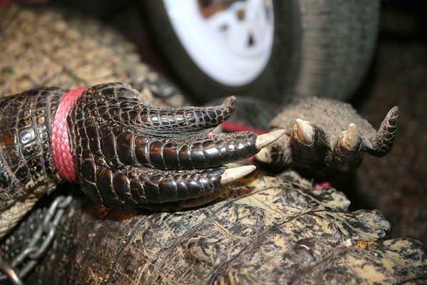 Timsahlara bir de bu açıdan bakın!