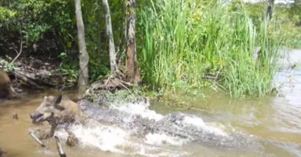 Foto - Timsahlara bir de bu açıdan bakın!