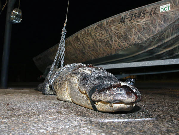 Foto - Timsahlara bir de bu açıdan bakın!