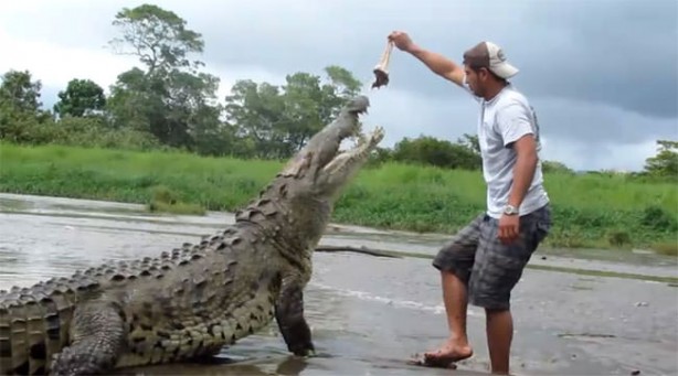 Foto - Timsahlara bir de bu açıdan bakın!