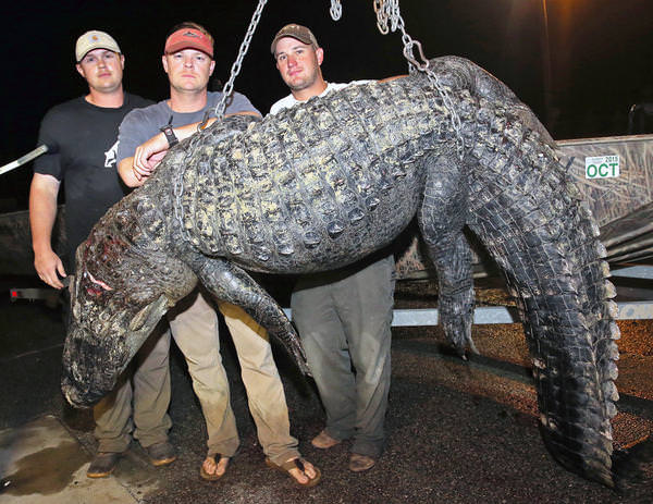 Foto - Timsahlara bir de bu açıdan bakın!