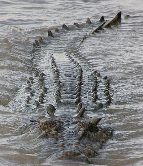 Foto - Timsahlara bir de bu açıdan bakın!