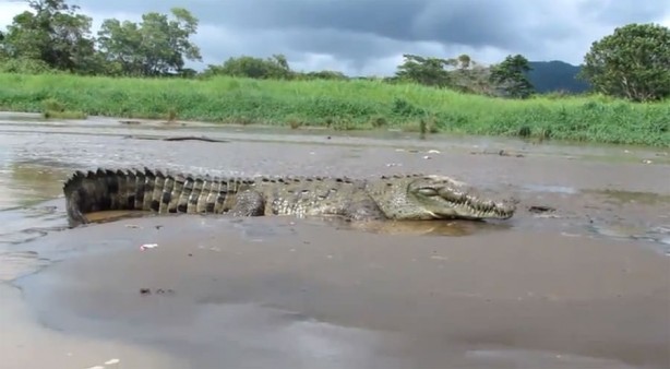 Foto - Timsahlara bir de bu açıdan bakın!
