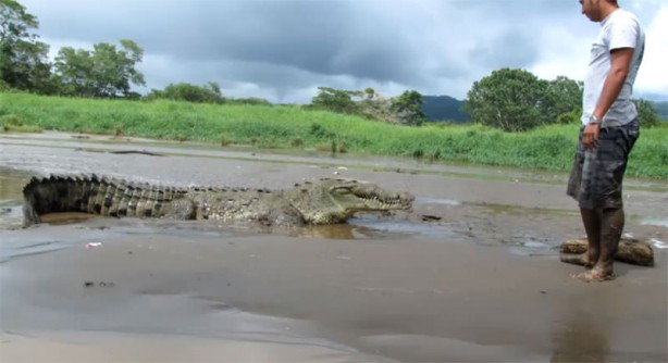 Foto - Timsahlara bir de bu açıdan bakın!