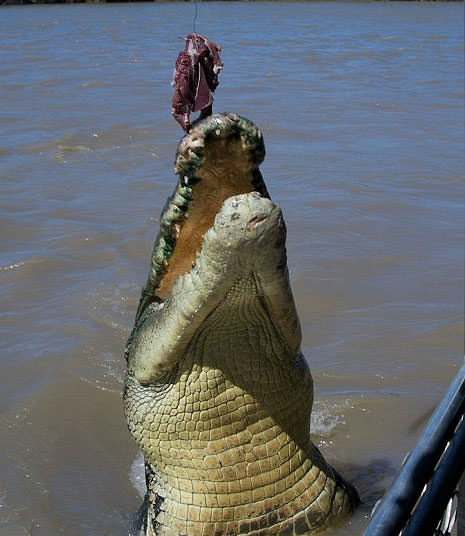 Foto - Timsahlara bir de bu açıdan bakın!