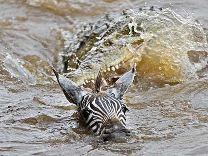 Foto - Timsahlara bir de bu açıdan bakın!