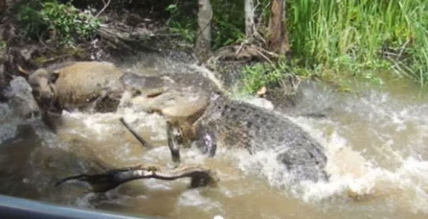 Foto - Timsahlara bir de bu açıdan bakın!