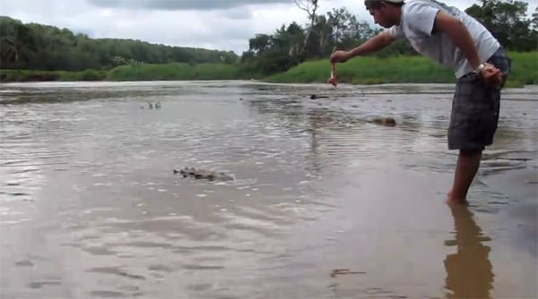 Foto - Timsahlara bir de bu açıdan bakın!