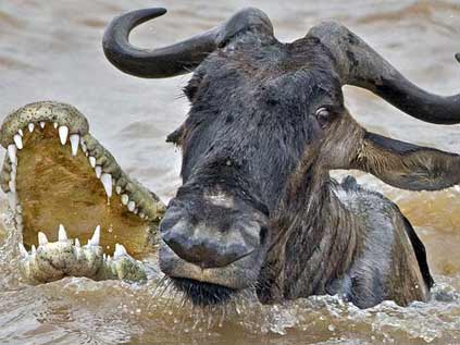 Foto - Timsahlara bir de bu açıdan bakın!