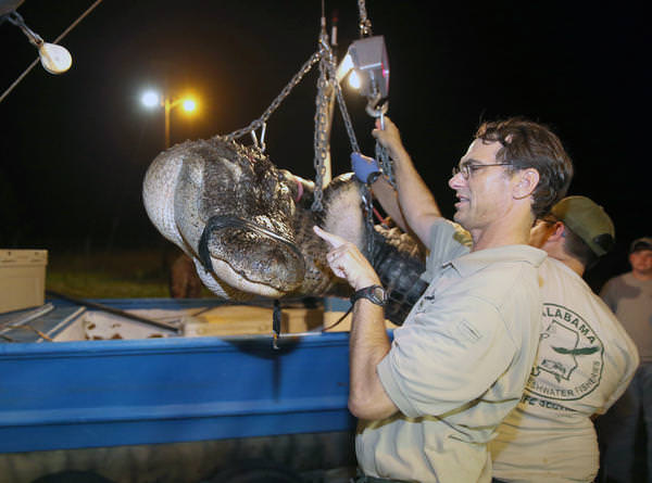Foto - Timsahlara bir de bu açıdan bakın!