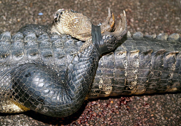 Foto - Timsahlara bir de bu açıdan bakın!