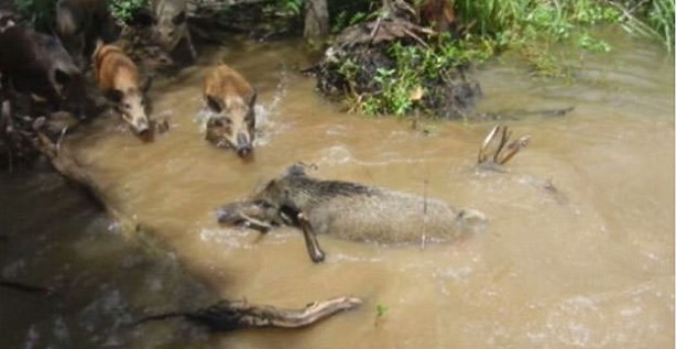 Foto - Timsahlara bir de bu açıdan bakın!