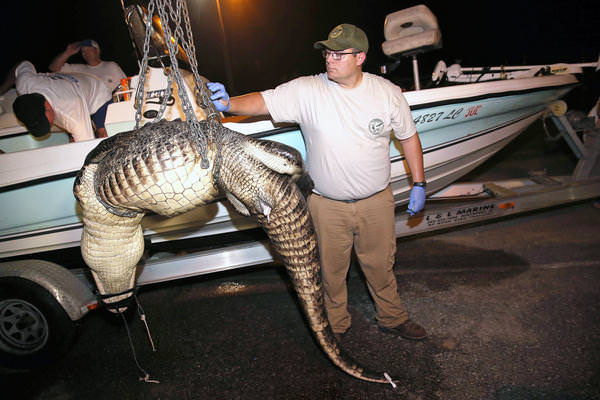 Foto - Timsahlara bir de bu açıdan bakın!