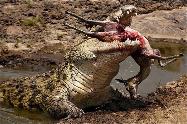 Foto - Timsahlara bir de bu açıdan bakın!