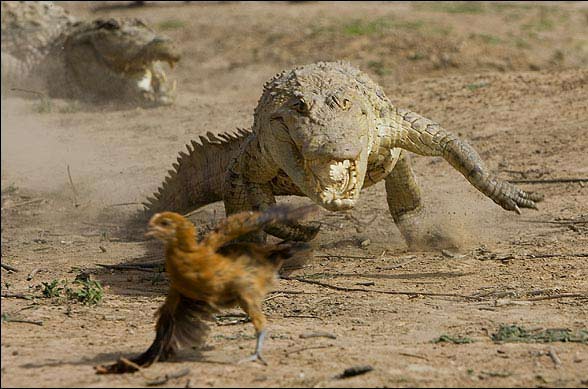 Foto - Timsahlara bir de bu açıdan bakın!