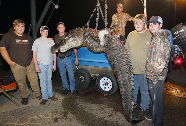 Foto - Timsahlara bir de bu açıdan bakın!