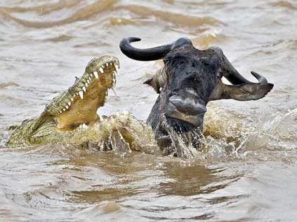 Foto - Timsahlara bir de bu açıdan bakın!
