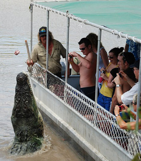Foto - Timsahlara bir de bu açıdan bakın!