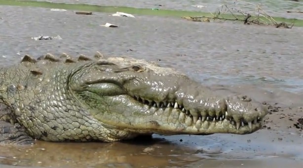 Foto - Timsahlara bir de bu açıdan bakın!